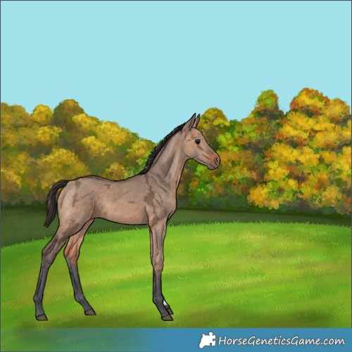 Horse Color:Bay Ice Dun 