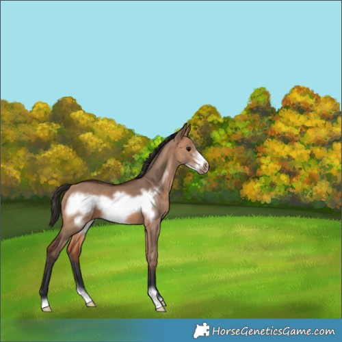 Horse Color:Bay Dun Frame 