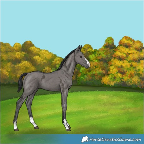 Horse Color:Grullo Ice 