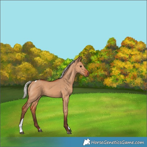 Horse Color:Silver Bay Dun Tobiano 