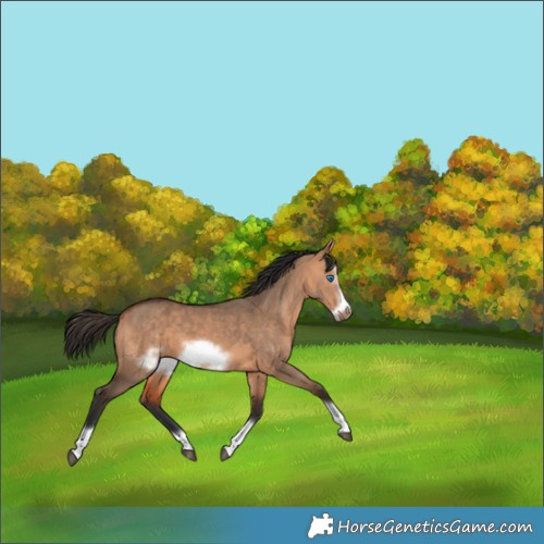 Horse Color:Bay Dun Frame 