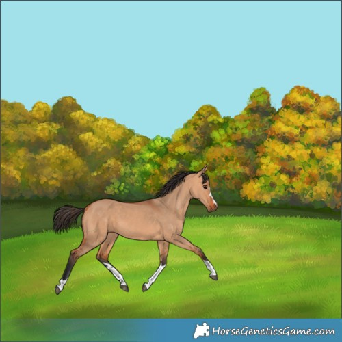 Horse Color:Bay Dun 