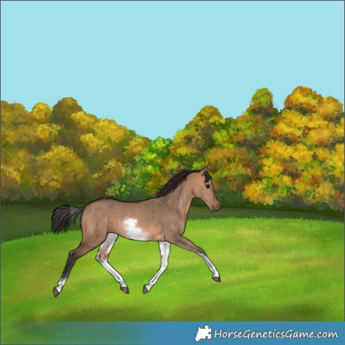 Horse Color:White Spotted Bay Dun 