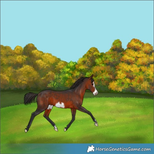 Horse Color:Bay Frame 