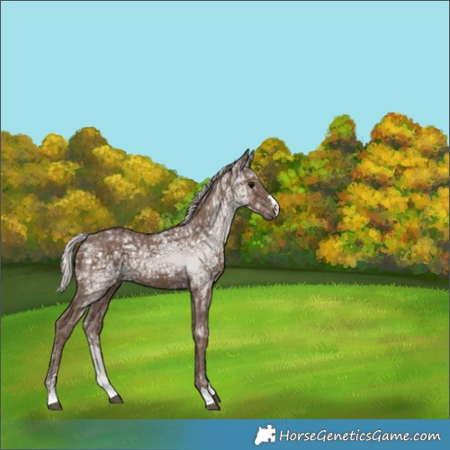 Horse Color:Silver Black Ice 