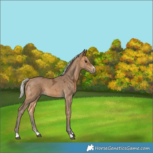 Horse Color:Silver Buckskin Ice 