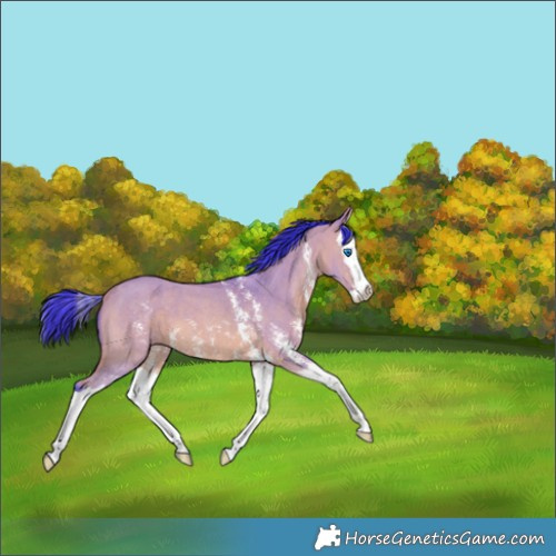 Horse Color:Watercolor Bay Dun Sabino Splash 