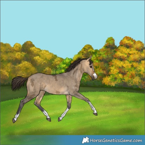 Horse Color:Buckskin Ice Dun 