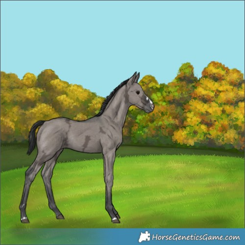Horse Color:Grullo Ice Rabicano 