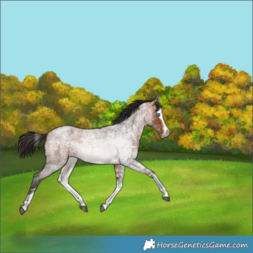 Horse Color:Bay Ice Roan Splash 