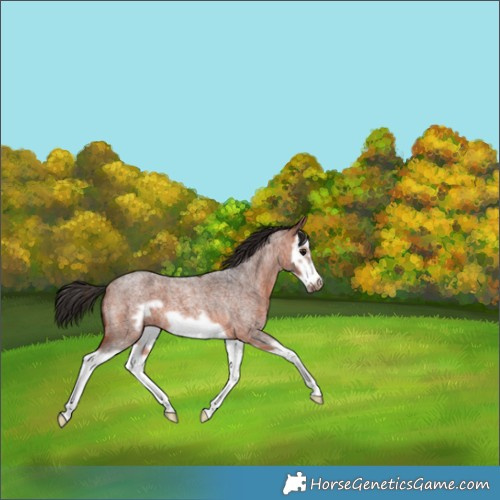 Horse Color:Bay Roan Splash Frame 
