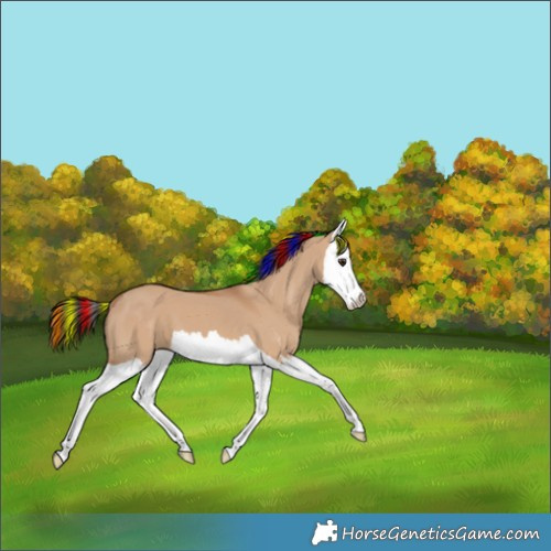 Horse Color:Painted Bay Dun Splash 
