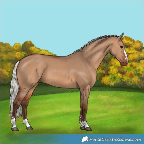 Horse Color:Silver Brown Dun 