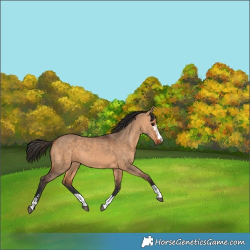 Horse Color:Bay Dun 
