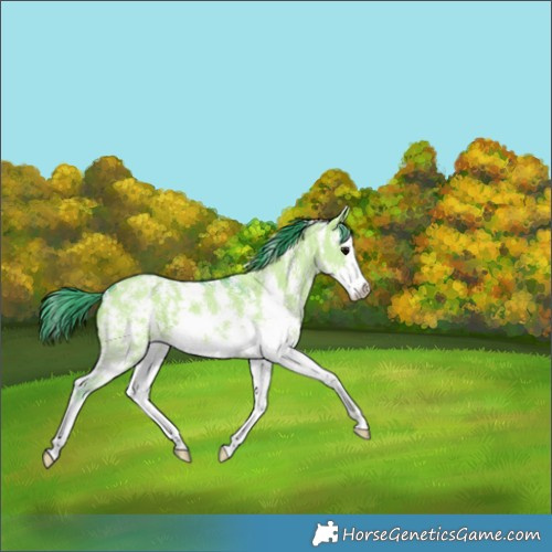 Horse Color:Watercolor Grullo Sabino Splash 