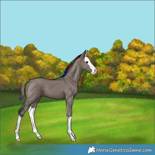 Horse Color:Painted Grullo Splash 