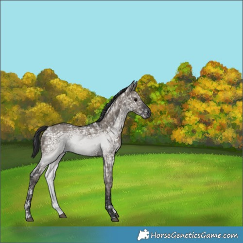 Horse Color:Grullo Ice 