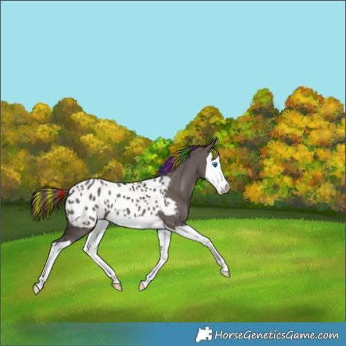 Horse Color:Painted Smoky Grullo Splash Appaloosa 