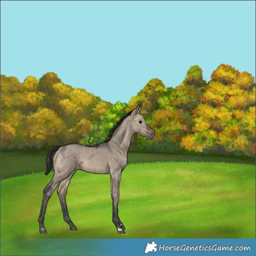 Horse Color:Brown Ice Dun 