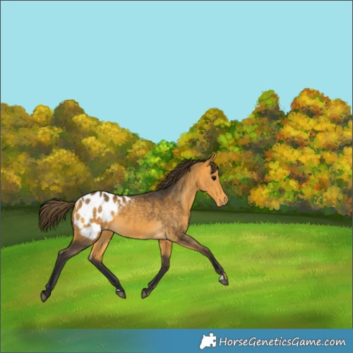 Horse Color:Buckskin Appaloosa 