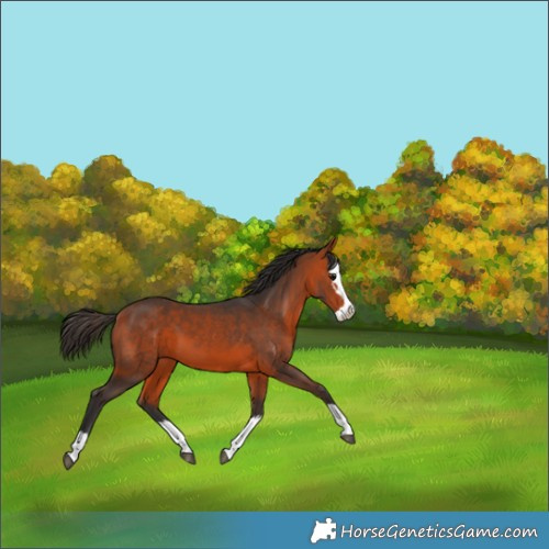 Horse Color:Bay Splash 