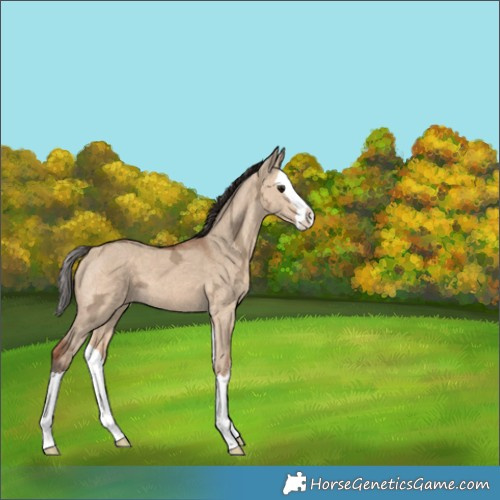 Horse Color:Bay Ice Dun Splash 