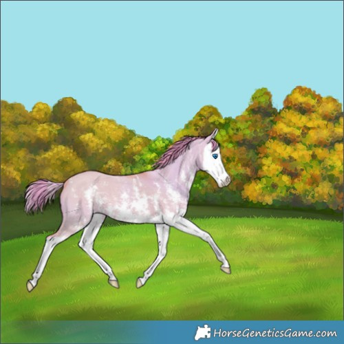 Horse Color:Watercolor Bay Dun Sabino Splash 