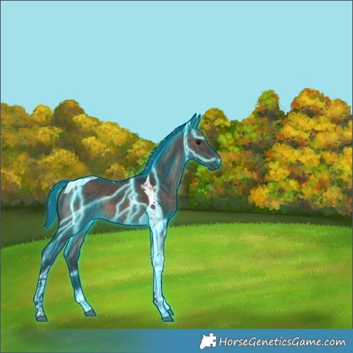 Horse Color:Thunderstruck Brown Dun Tobiano 