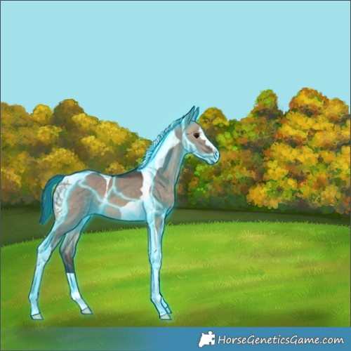 Horse Color:Thunderstruck Brown Dun Tobiano 