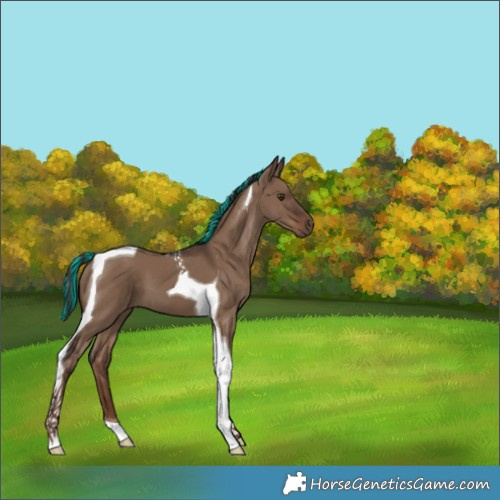 Horse Color:Painted Liver Red Dun Tobiano 