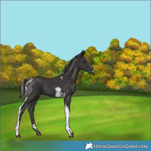 Horse Color:Painted Smoky Black Tobiano 