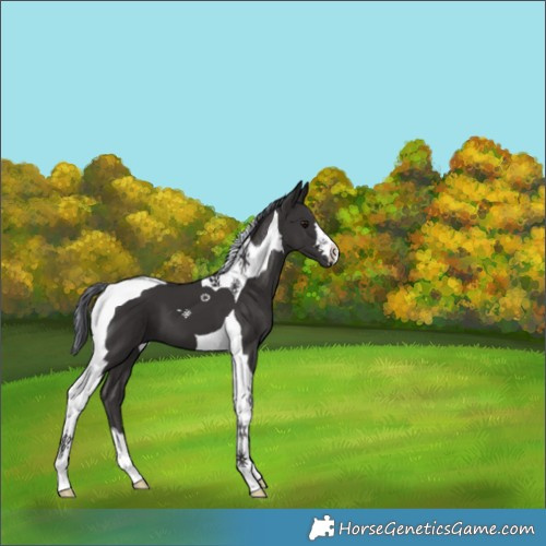 Horse Color:Painted Smoky Black Tobiano 