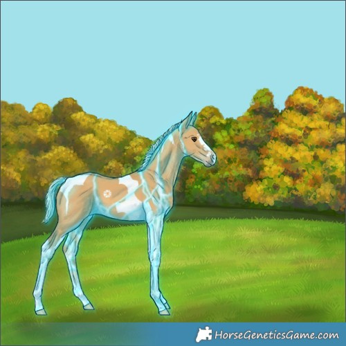 Horse Color:Thunderstruck Palomino Dun Tobiano 