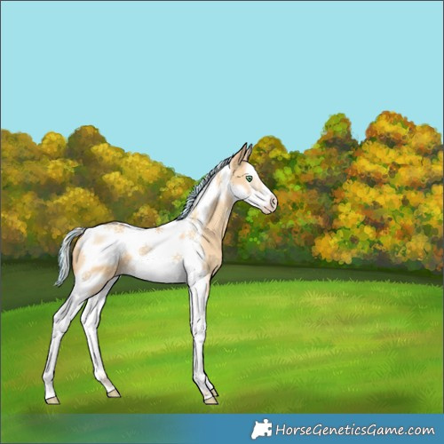 Horse Color:Painted Silver Classic Cream Champagne Dun Splash Tobiano Frame 