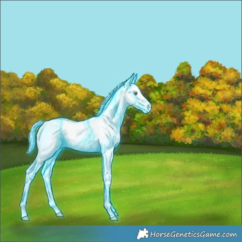 Horse Color:Thunderstruck Perlino Tobiano Appaloosa 