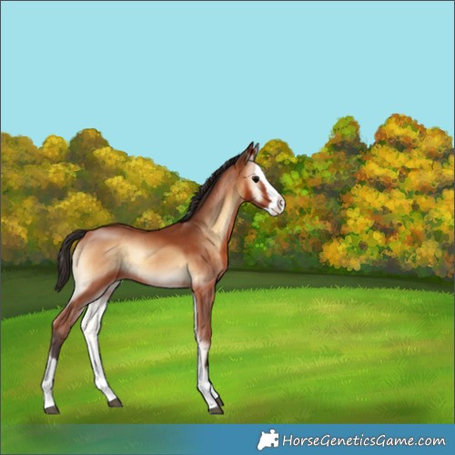Horse Color:Bay Onyx Splash Rabicano 