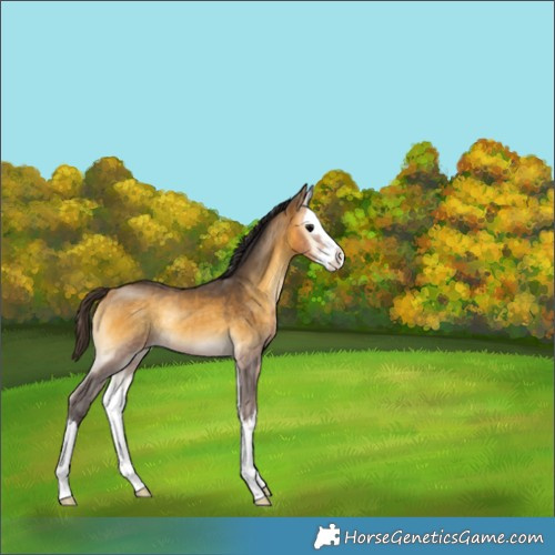 Horse Color:Buckskin Onyx Splash Rabicano 