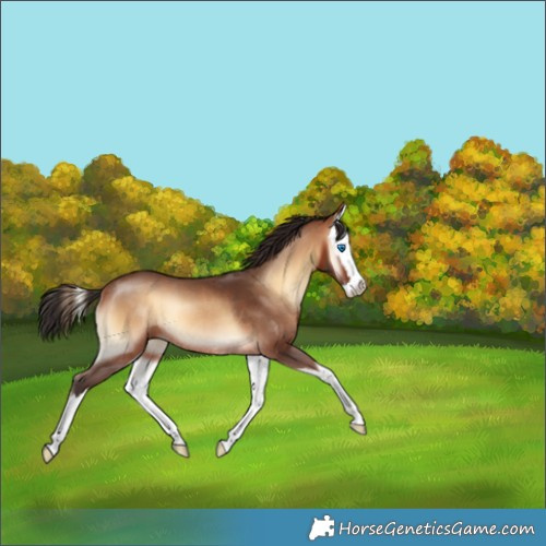 Horse Color:Bay Onyx Splash Rabicano 