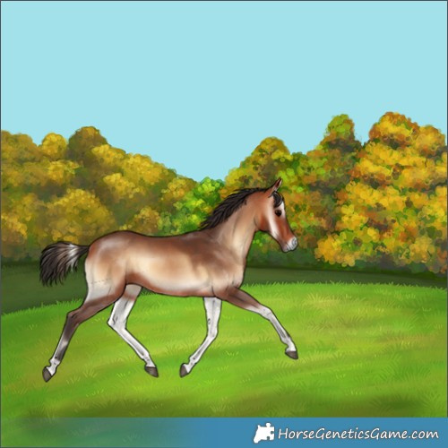 Horse Color:Bay Onyx Rabicano 