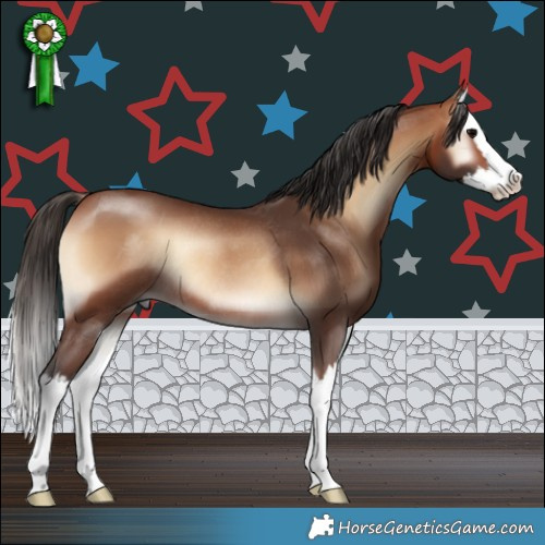 Horse Color:Bay Onyx Splash Rabicano 