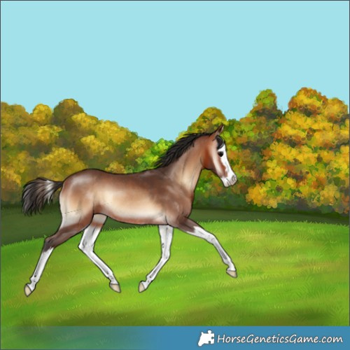 Horse Color:Bay Onyx Splash Rabicano 