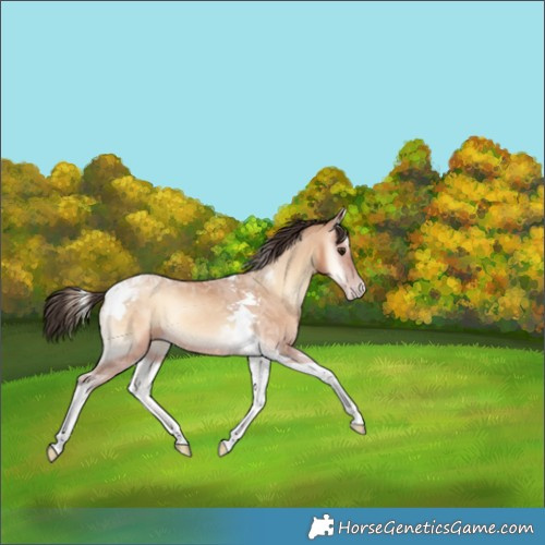 Horse Color:Amber Champagne Onyx Tobiano Rabicano 