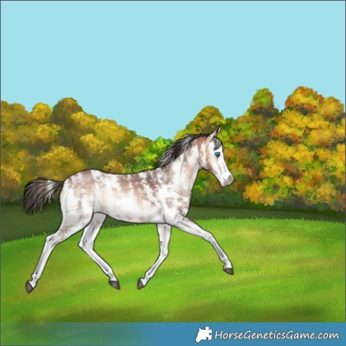 Horse Color:Bay Onyx Sabino Splash Rabicano 