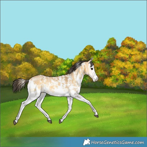 Horse Color:Buckskin Onyx Sabino Rabicano 