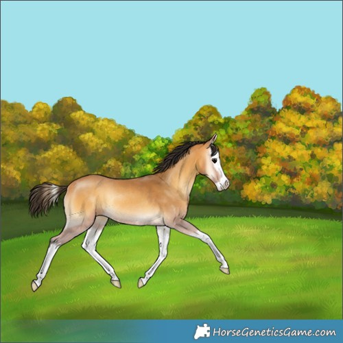 Horse Color:Buckskin Onyx Splash Rabicano 