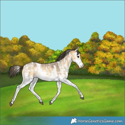 Horse Color:Buckskin Onyx Sabino Rabicano 