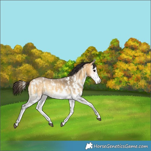 Horse Color:Buckskin Onyx Sabino Rabicano 