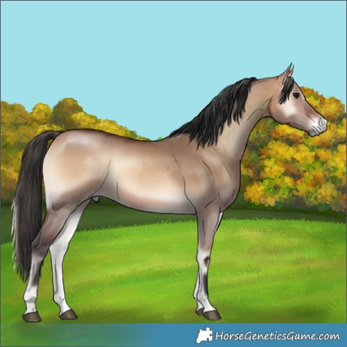 Horse Color:Bay Onyx Rabicano 