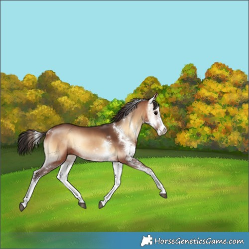 Horse Color:Bay Onyx Sabino Rabicano 