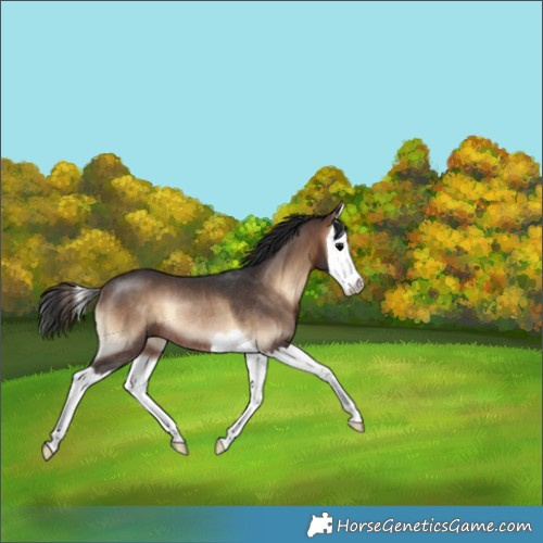 Horse Color:Bay Onyx Splash Rabicano 